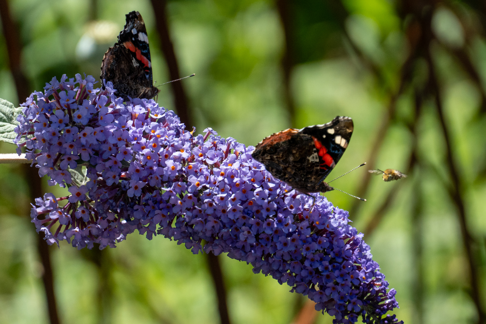 Photography by Chris Allington